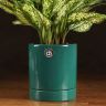 Аглаонема Эмеральд в зеленом горшке 35/12 фото 5 &mdash; Luxury Plants