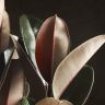 Фикус Эластика Абиджан 80/25 в кашпо BMC антрацит фото 3 &mdash; Luxury Plants
