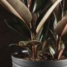 Фикус Эластика Абиджан 80/25 в кашпо BMC антрацит фото 4 &mdash; Luxury Plants