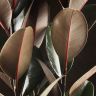 Фикус Эластика Абиджан 80/25 в кашпо BMC антрацит фото 5 &mdash; Luxury Plants