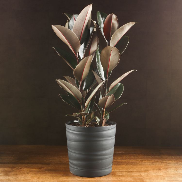Фикус Эластика Абиджан 80/25 в кашпо BMC антрацит фото 1 &mdash; Luxury Plants