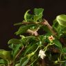 Бонсай Кармона 25 см в синей плошке фото 3 &mdash; Luxury Plants