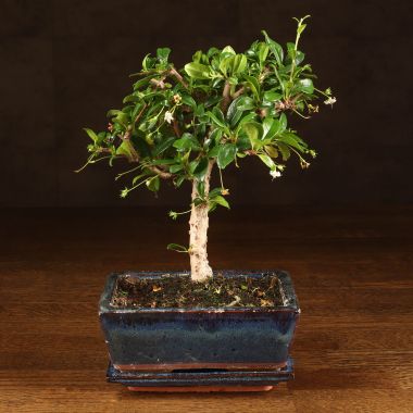 Бонсай Кармона 25 см в синей плошке &mdash; Luxury Plants