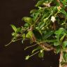 Бонсай Кармона 25 см в синей плошке фото 5 &mdash; Luxury Plants