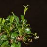 Бонсай Кармона 25 см в синей плошке фото 4 &mdash; Luxury Plants