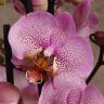 Орхидея Фаленопсис Пинк Драгон 2 ст фото 1 &mdash; Luxury Plants