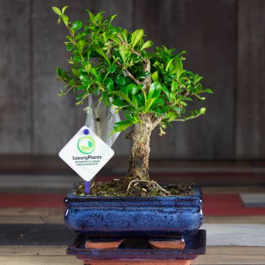Бонсай Кармона 20 см &mdash; Luxury Plants