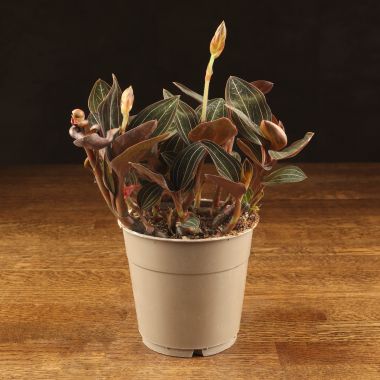 Орхидея Лудизия Дисколор 25/12 &mdash; Luxury Plants
