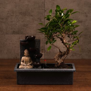 Бонсай Фикус с водопадом "Будда" 45 см &mdash; Luxury Plants