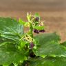 Каланхоэ д7 уценка фото 2 &mdash; Luxury Plants