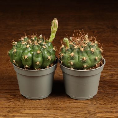 Кактус микс д6 &mdash; Luxury Plants