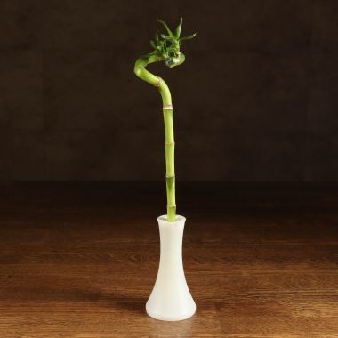 Бамбук спираль 30 см в белой колбе &mdash; Luxury Plants