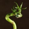 Бамбук спираль 30 см в белой колбе фото 2 &mdash; Luxury Plants