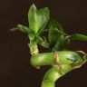Бамбук спираль 30 см в белой колбе фото 4 &mdash; Luxury Plants