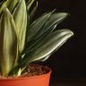 Сансевиерия Ханни Даймонд 25/14 фото 4 &mdash; Luxury Plants
