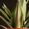 Сансевиерия Ханни Даймонд 25/14 фото 5 &mdash; Luxury Plants