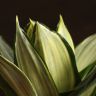 Сансевиерия Ханни Даймонд 25/14 фото 2 &mdash; Luxury Plants