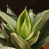 Сансевиерия Ханни Даймонд 25/14 фото 3 &mdash; Luxury Plants