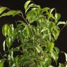 Фикус Бенджамина Экзотика 80/21 в горшке Эви пудровый фото 3 &mdash; Luxury Plants
