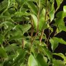Фикус Бенджамина Экзотика 80/21 в горшке Эви пудровый фото 4 &mdash; Luxury Plants
