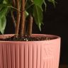 Фикус Бенджамина Экзотика 80/21 в горшке Эви пудровый фото 2 &mdash; Luxury Plants