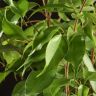 Фикус Бенджамина Экзотика 80/21 в горшке Эви пудровый фото 5 &mdash; Luxury Plants