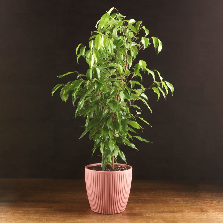 Фикус Бенджамина Экзотика 80/21 в горшке Эви пудровый фото 1 &mdash; Luxury Plants