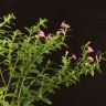 Куфея 30/9 фото 3 &mdash; Luxury Plants