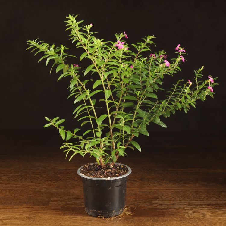 Куфея 30/9 фото 1 &mdash; Luxury Plants