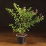 Куфея 30/9 фото 1 &mdash; Luxury Plants