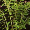Куфея 30/9 фото 4 &mdash; Luxury Plants