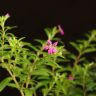 Куфея 30/9 фото 2 &mdash; Luxury Plants