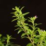 Куфея 30/9 фото 5 &mdash; Luxury Plants