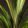 Кордилина Киви 40/12 фото 2 &mdash; Luxury Plants