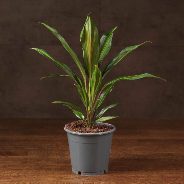 Кордилина Киви 40/12 фото 1 &mdash; Luxury Plants