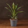 Кордилина Киви 40/12 фото 1 &mdash; Luxury Plants