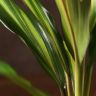Кордилина Киви 40/12 фото 4 &mdash; Luxury Plants