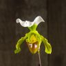 Орхидея Пафиопедилум Замечательный бело-зеленая D12 фото 1 &mdash; Luxury Plants