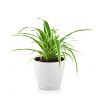 Хлорофитум Оушен в кашпо Lechuza Classico Color 18 фото 1 &mdash; Luxury Plants