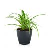 Хлорофитум Оушен в кашпо Lechuza Classico Color 18 фото 4 &mdash; Luxury Plants