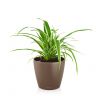 Хлорофитум Оушен в кашпо Lechuza Classico Color 18 фото 3 &mdash; Luxury Plants