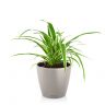 Хлорофитум Оушен в кашпо Lechuza Classico Color 18 фото 2 &mdash; Luxury Plants