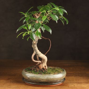 Бонсай Фикус овал 60 см &mdash; Luxury Plants