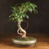 Бонсай Фикус овал 60 см фото 1 &mdash; Luxury Plants