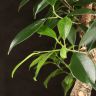 Бонсай Фикус овал 60 см фото 2 &mdash; Luxury Plants