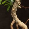 Бонсай Фикус овал 60 см фото 3 &mdash; Luxury Plants