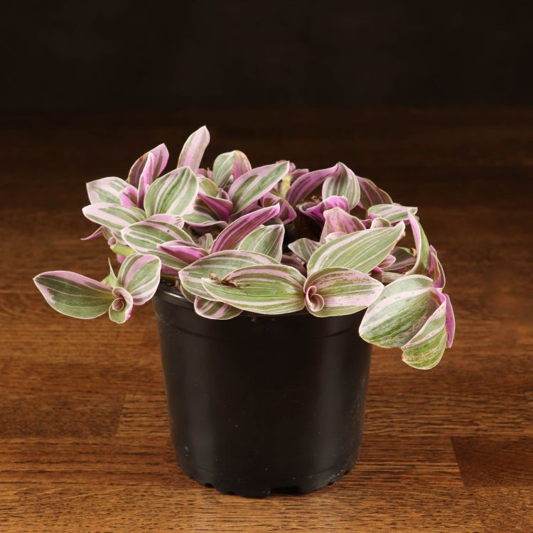 Традесканция Нанук 20/12 фото 1 &mdash; Luxury Plants