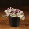 Традесканция Нанук 20/12 фото 1 &mdash; Luxury Plants