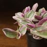 Традесканция Нанук 20/12 фото 2 &mdash; Luxury Plants