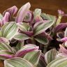 Традесканция Нанук 20/12 фото 4 &mdash; Luxury Plants